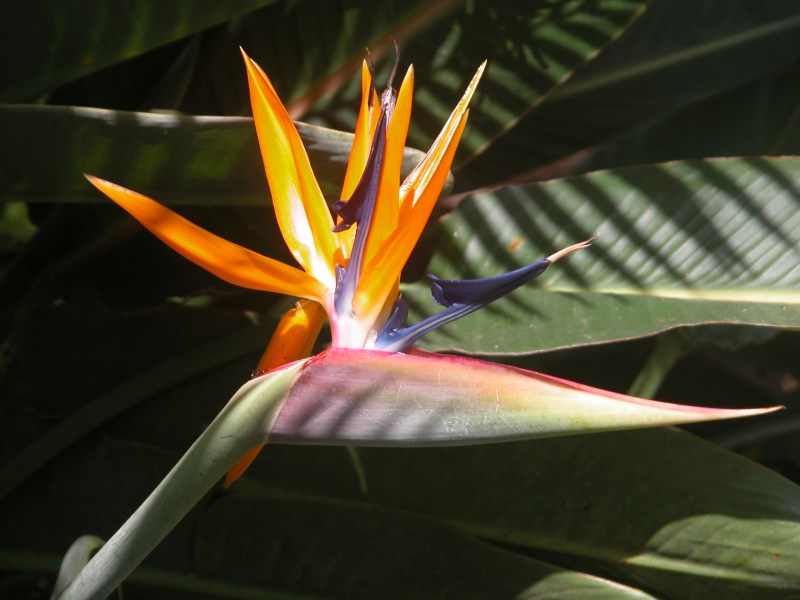 Strelitzia