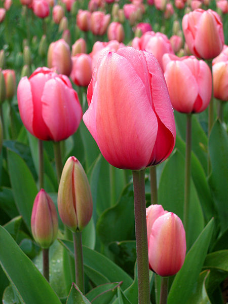 tulip pictures - Google Images Search Engine