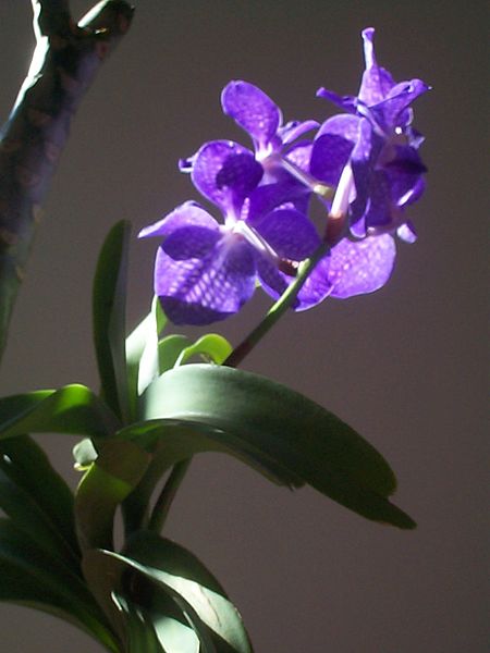 Vanda