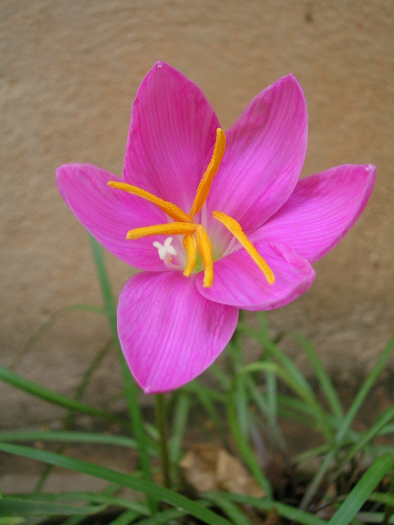 Zephyranthes