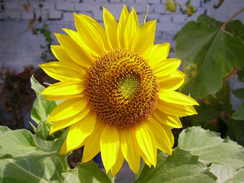 sunflower