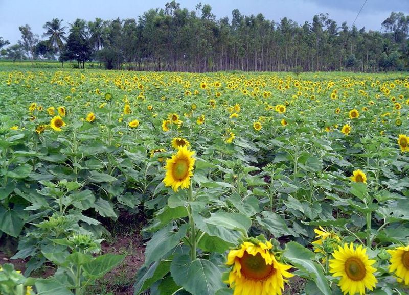 sunflower