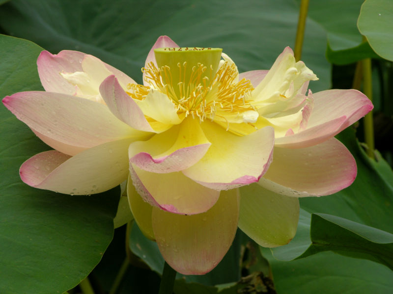 Lotus1